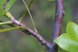 Image of Tulip Trees