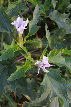 Image de Datura