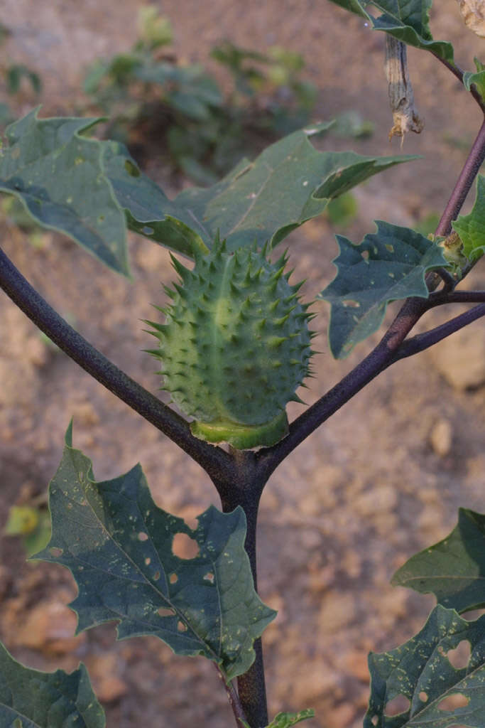 Слика од Datura