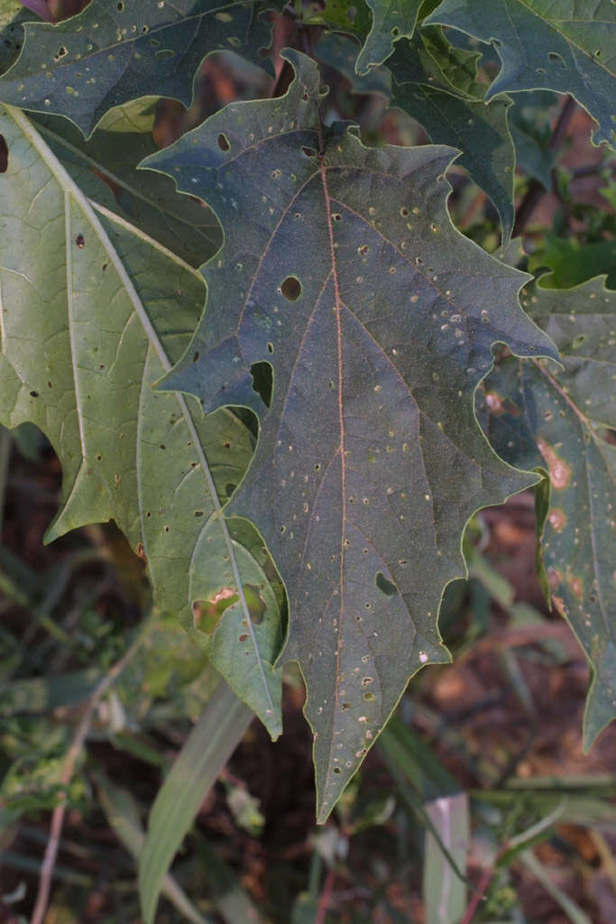 Image de Datura