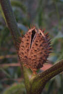 Image de Datura