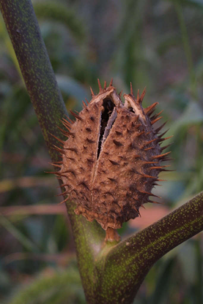 Image de Datura