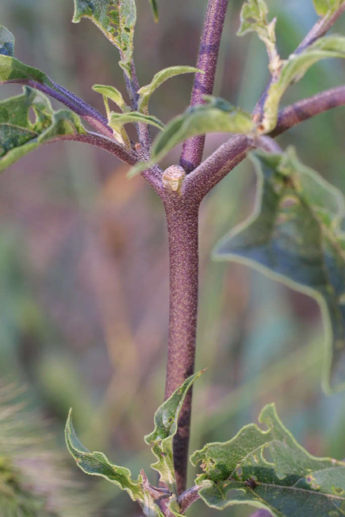 Image de Datura