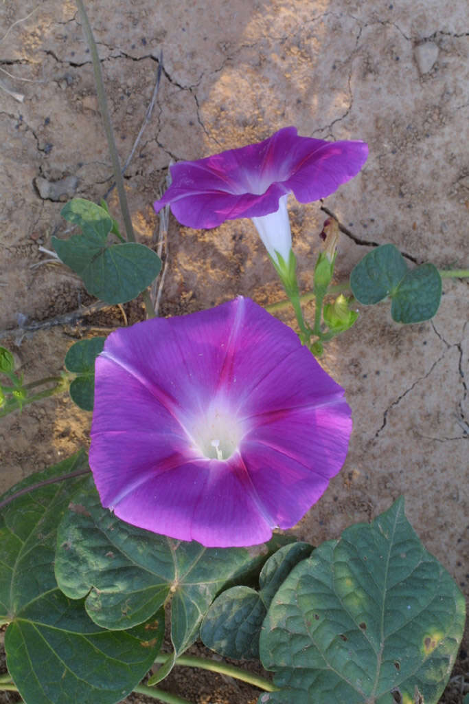 Image of morning-glory