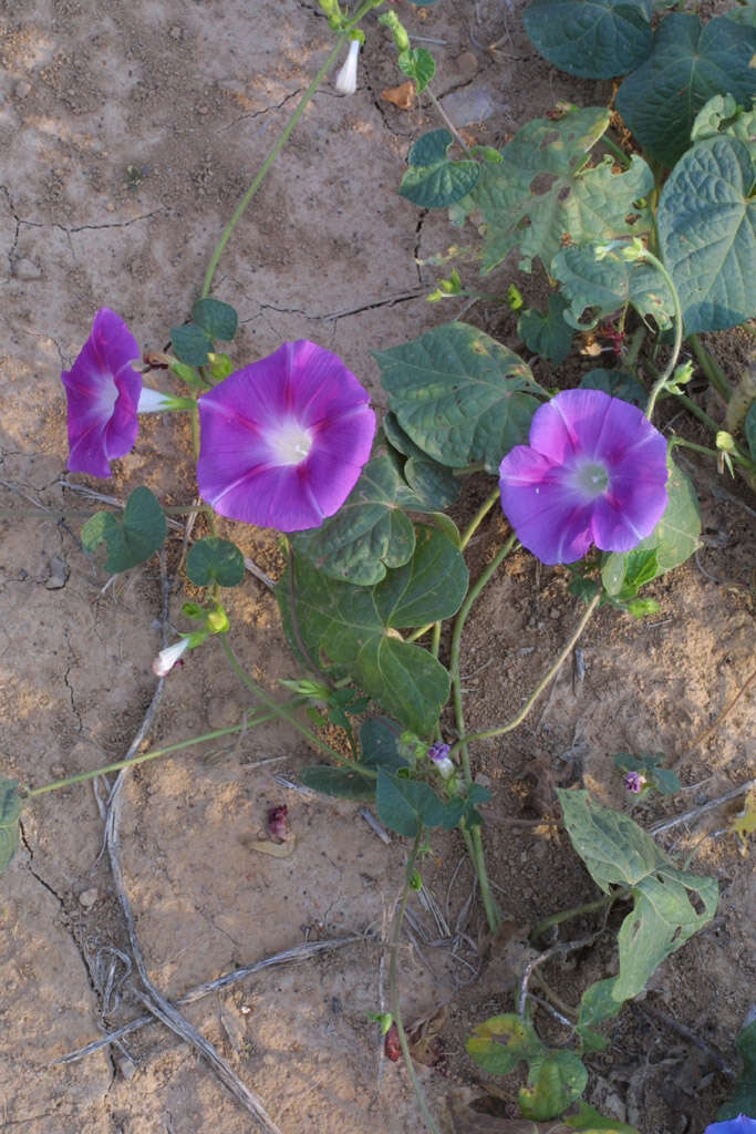 Image of morning-glory