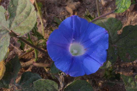 Image of morning-glory