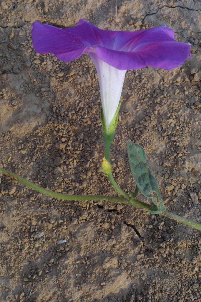 Image of morning-glory