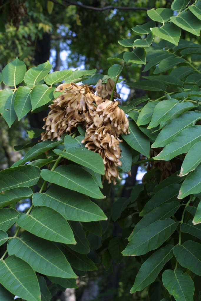 Image of ailanthus