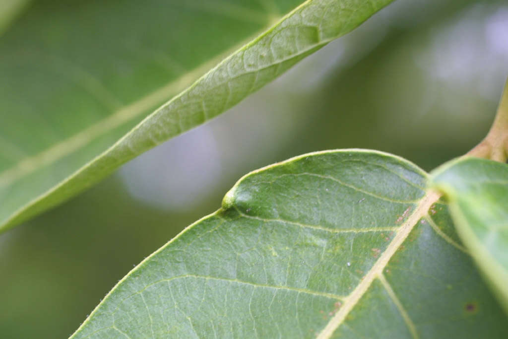 Image of ailanthus