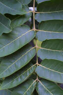 Image of ailanthus