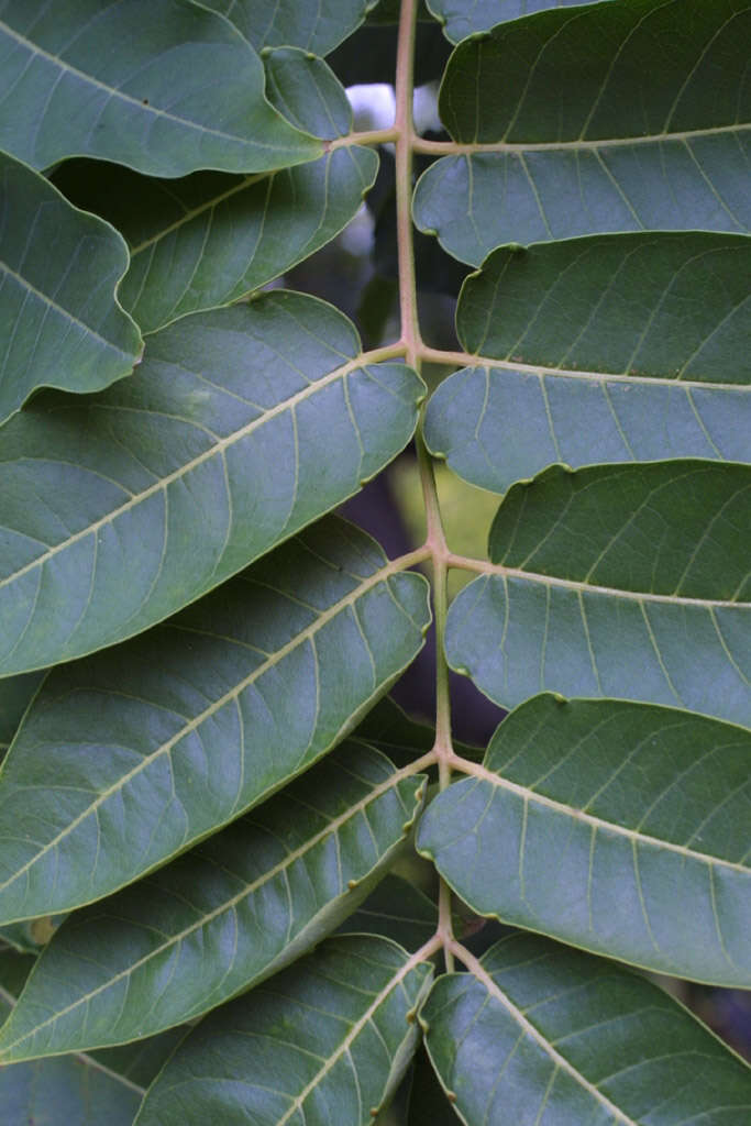 Image of ailanthus