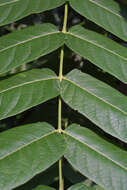 Image of ailanthus