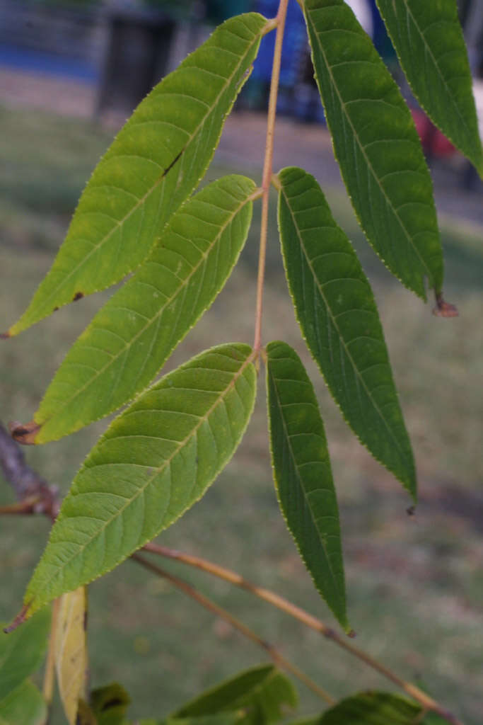 Image of walnut