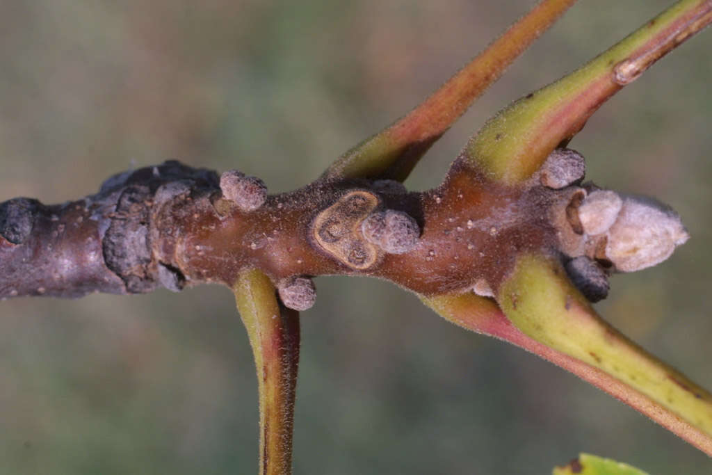 Image of walnut