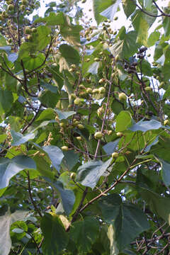 Image of paulownia