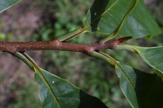 Image of pawpaw