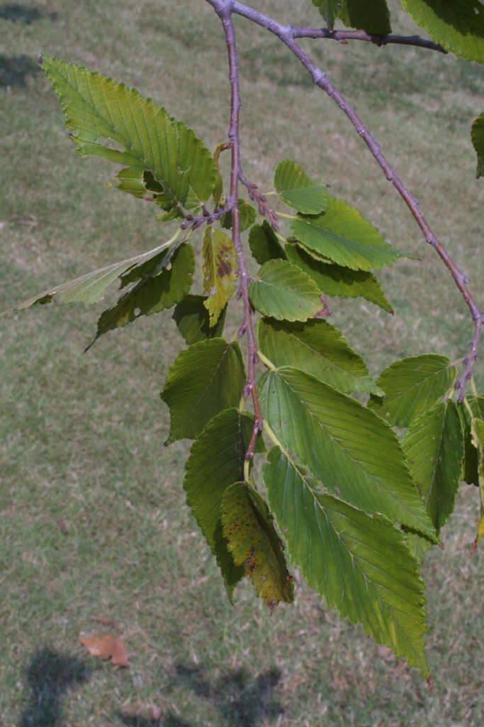 Image of elm family