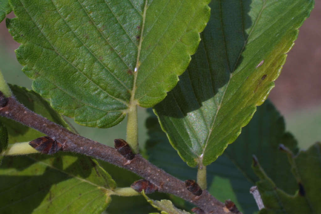 Image of elm family