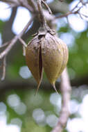 Image of Paulowniaceae