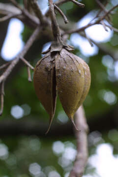 Image of paulownia