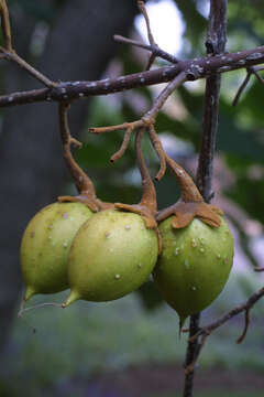 Imagem de Paulownia