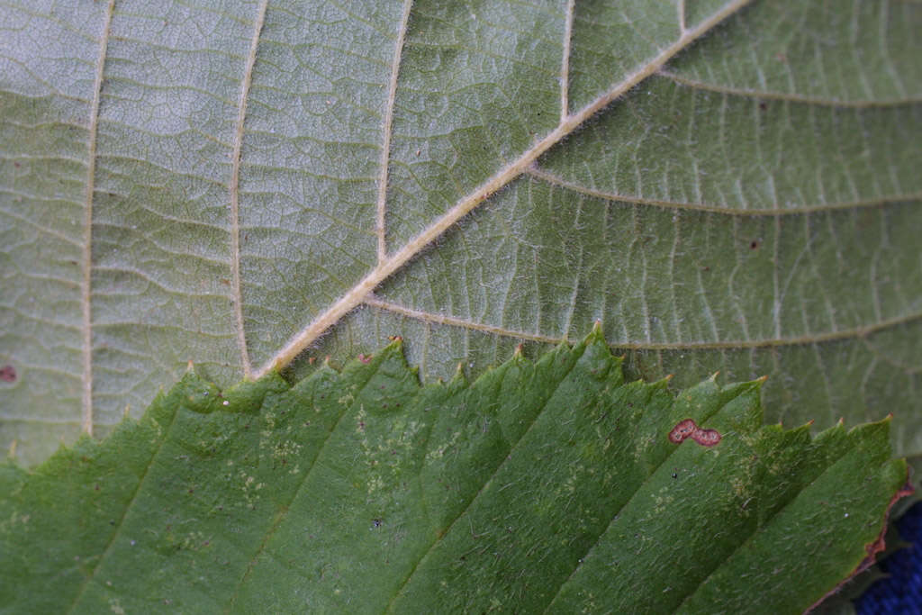 Image of hophornbeam