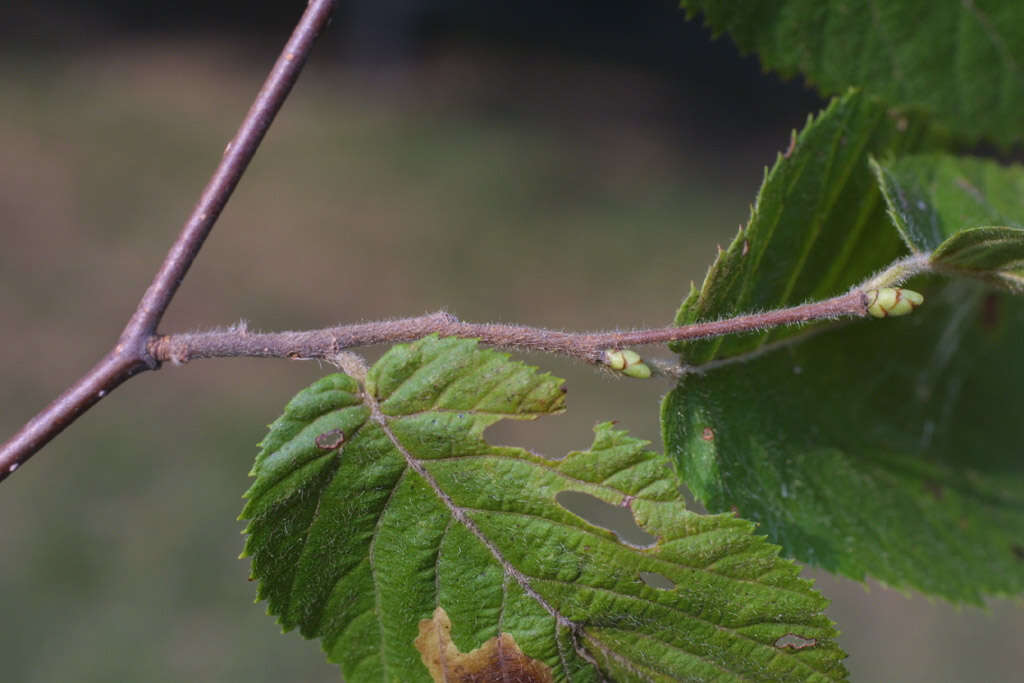 Image of hophornbeam