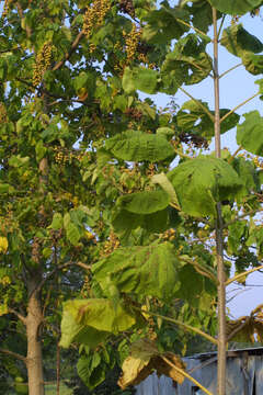 Image of paulownia