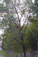 Image of Poplar