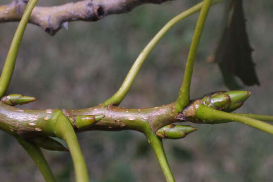 Image of Poplar