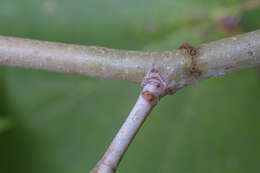 Image of plane tree family