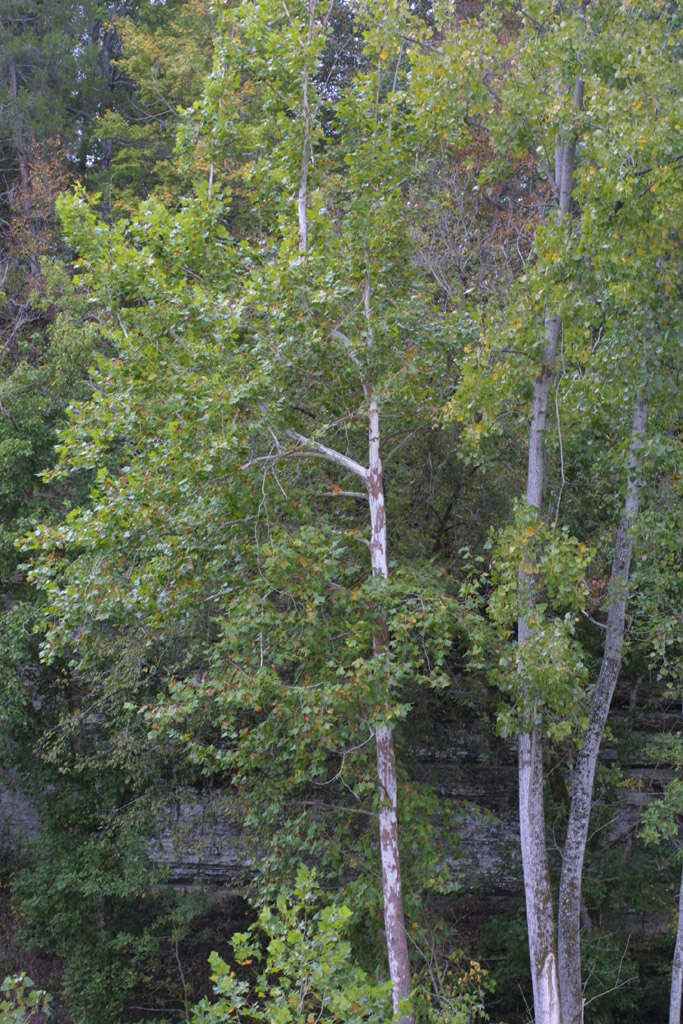 Image of plane tree family