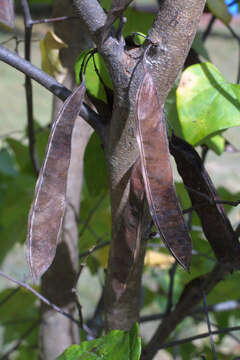 Image of redbud