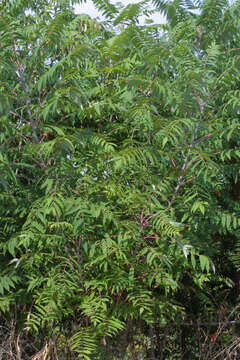 Image of sumac