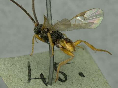Image of Microplitis quadridentatus (Provancher 1886)