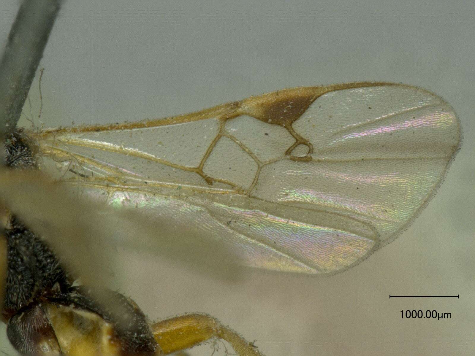 Image of Microplitis quadridentatus (Provancher 1886)