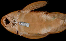 Image of Hypostomus scabriceps (Eigenmann & Eigenmann 1888)