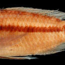 Image of Apistogramma piauiensis Kullander 1980