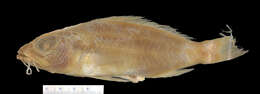 Image of Twospot Sea Bass