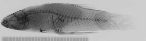 Image of Creole Topminnow