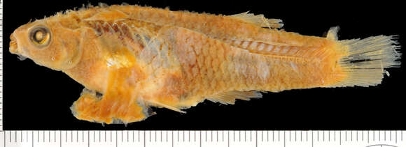 Image of Creole Topminnow