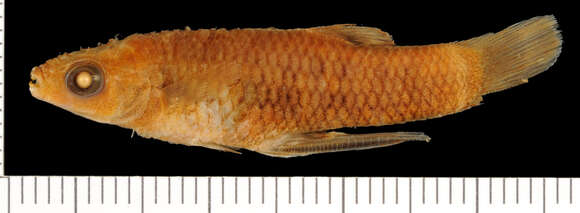 Image of Creole Topminnow