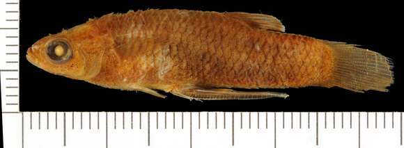 Image of Creole Topminnow