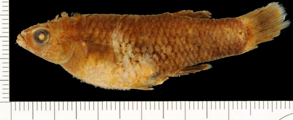 Image of Creole Topminnow