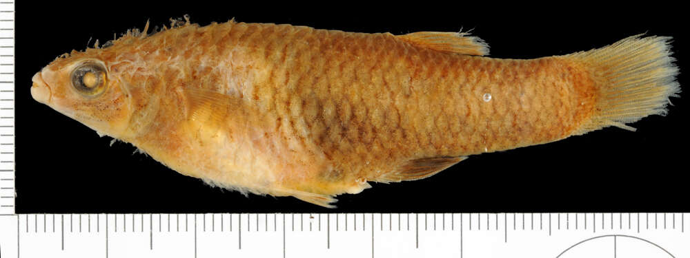 Image of Creole Topminnow
