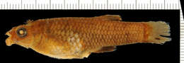 Image of Creole Topminnow