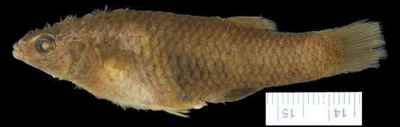 Image of Creole Topminnow