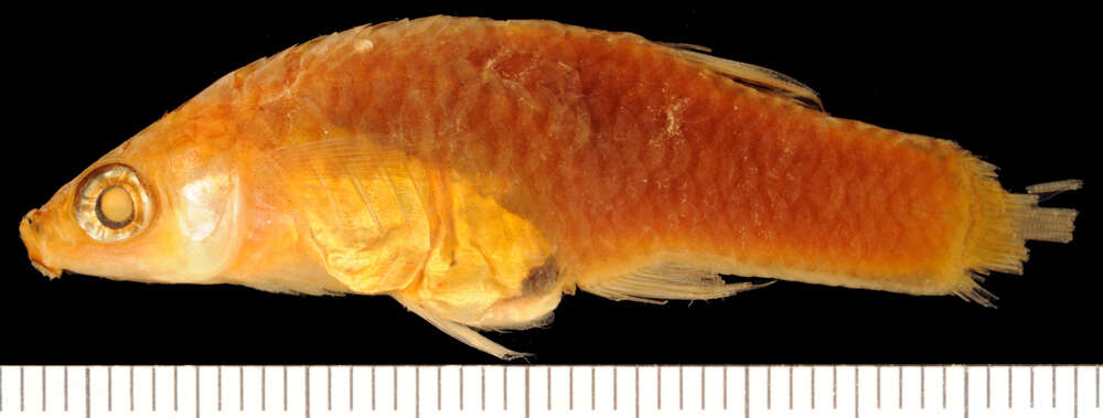 Image of Toothy Topminnow