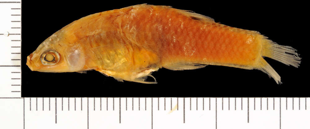 Image of Toothy Topminnow