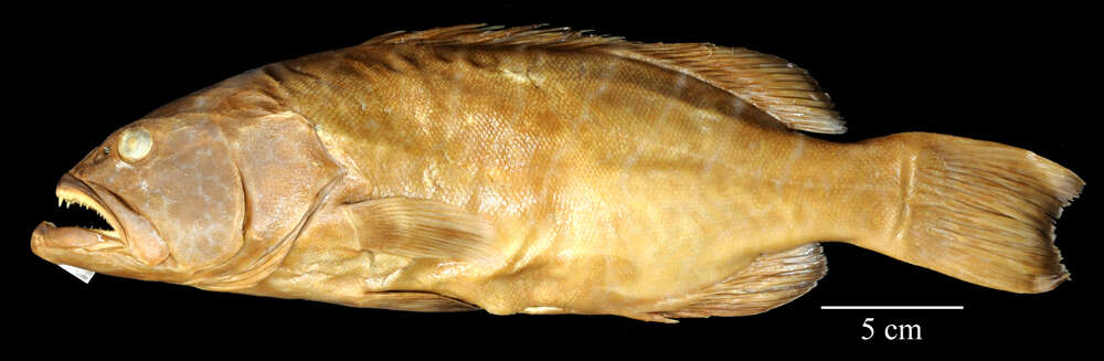 Image of Tiger Grouper